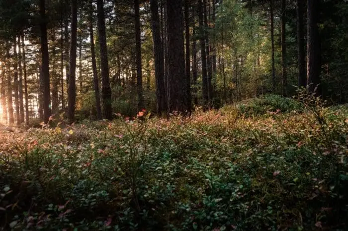 Lichtung im Wald