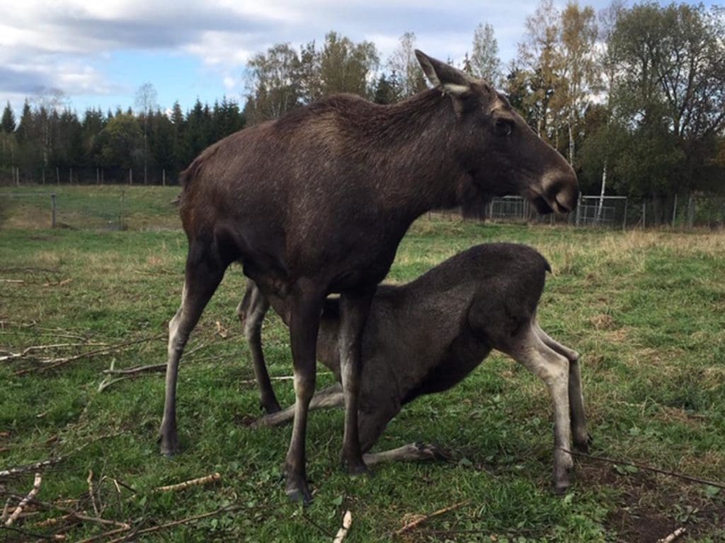 Elchkuh mit Kalb