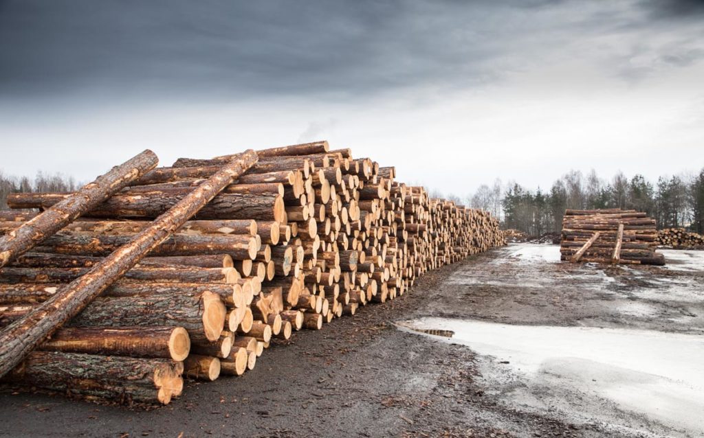 Werksbesuch bei Eksjöhus: das gelagerte Holz wird bald ins Sägewerk transportiert | Erfahrungen Eksjöhus 