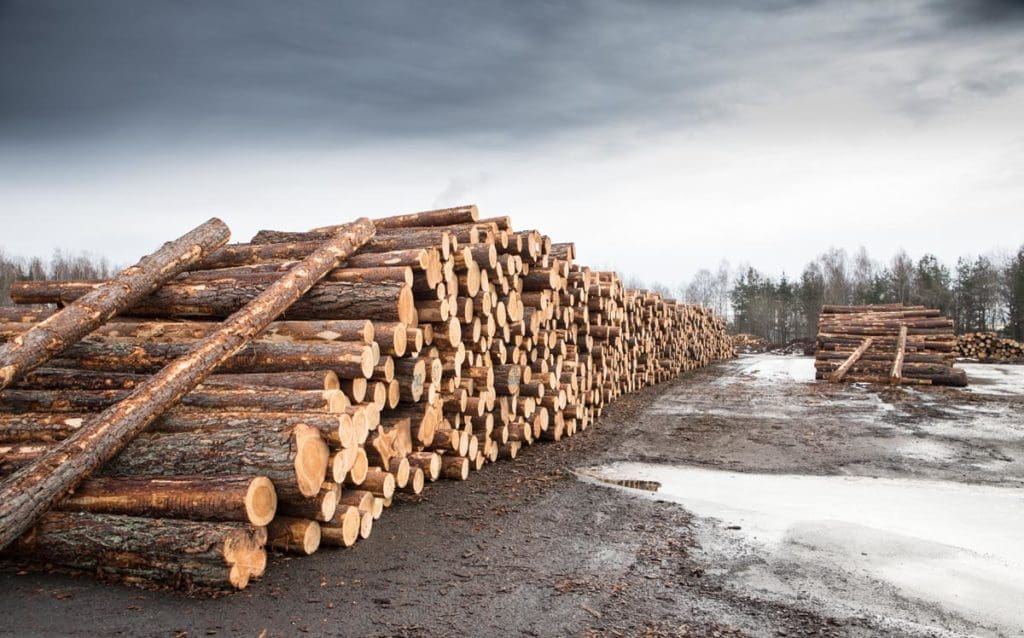 Werksbesuch bei Eksjöhus: das gelagerte Holz wird bald ins Sägewerk transportiert | Erfahrungen Eksjöhus