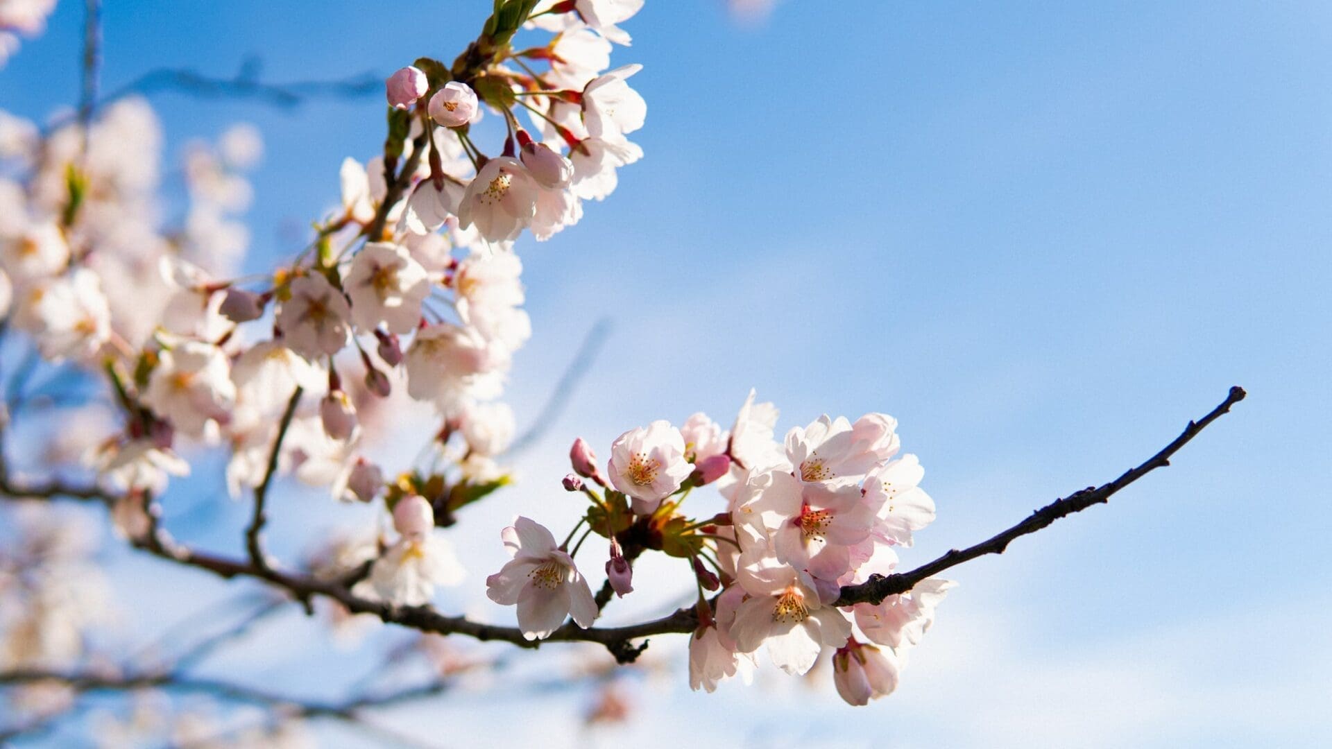 Kirschblüte zu Frühlingsbeginn