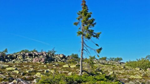 Old Tikkjo ältester Baum der Welt