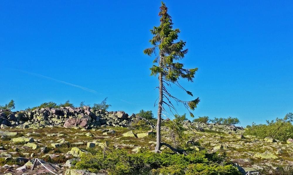 Old Tikkjo ältester Baum der Welt