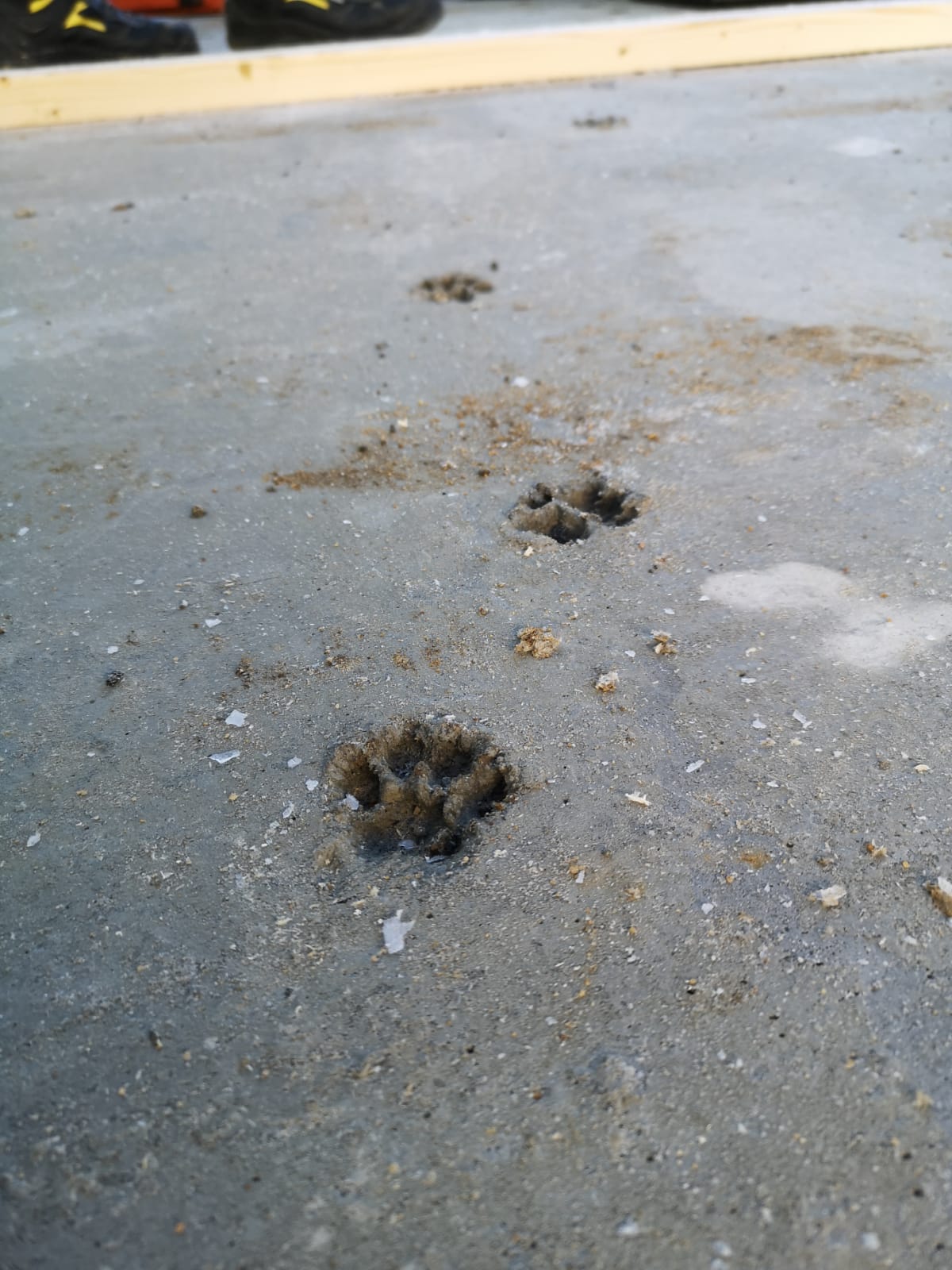 Hundespuren in Zement