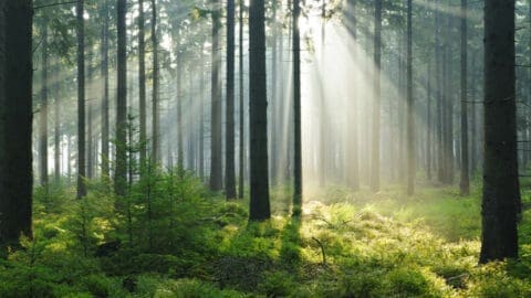 Wald mit Sonnenlichteinfall