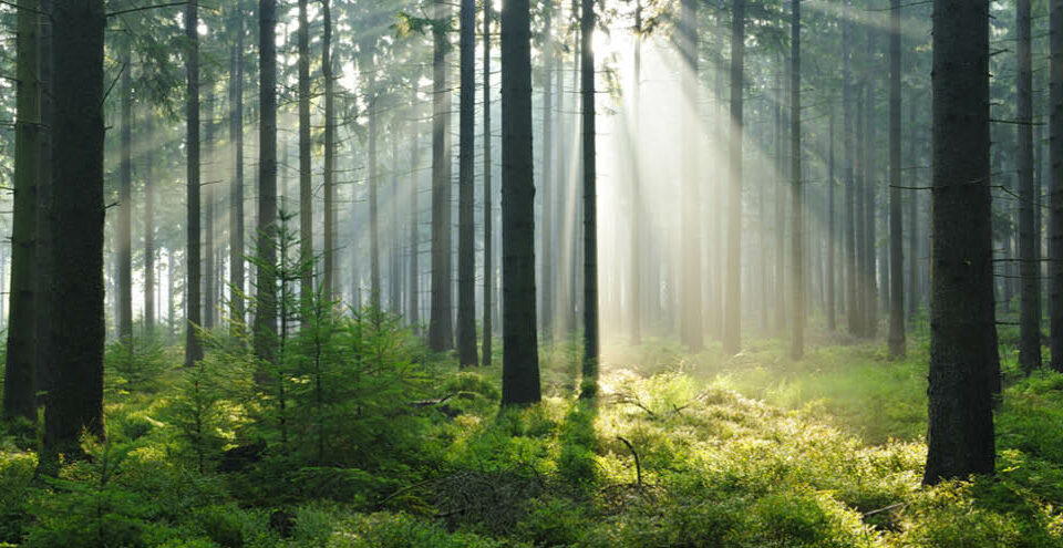 Wald mit Sonnenlichteinfall