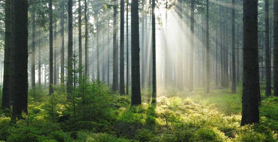 Wald mit Sonnenlichteinfall