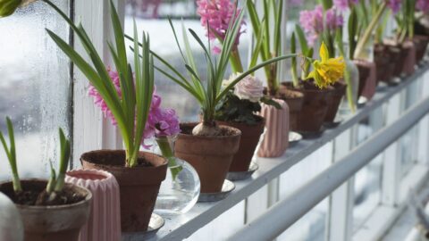 Blumentöpfe auf schwedischer Fensterbank