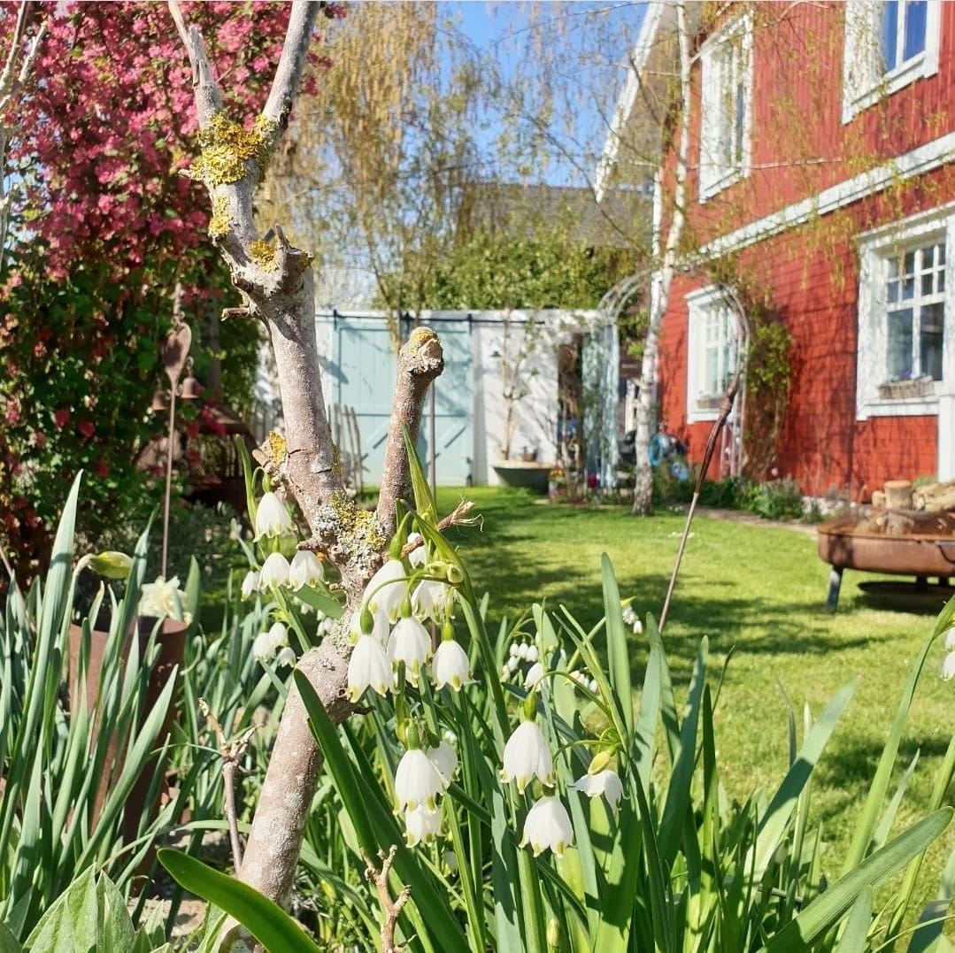 Schwedenhaus von Eksjöhus als blühendes Paradies