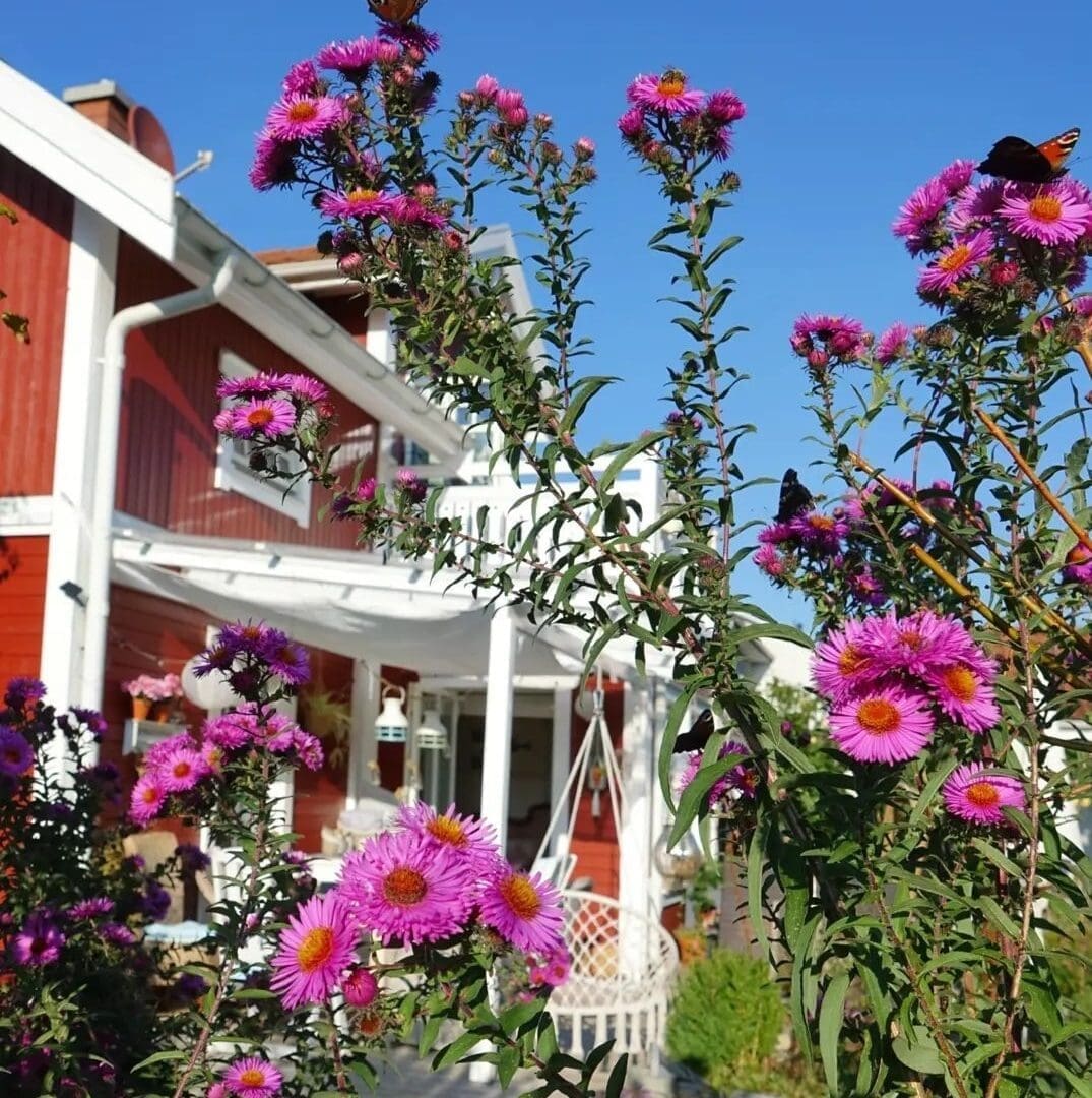 Schwedenhaus von Eksjöhus als blühendes Paradies